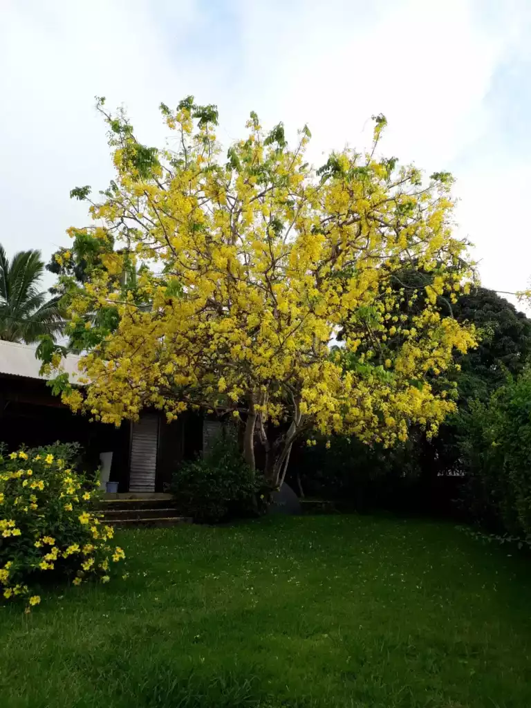 Arbre à floraison jaune en pleine santé dans un jardin réunionnais
