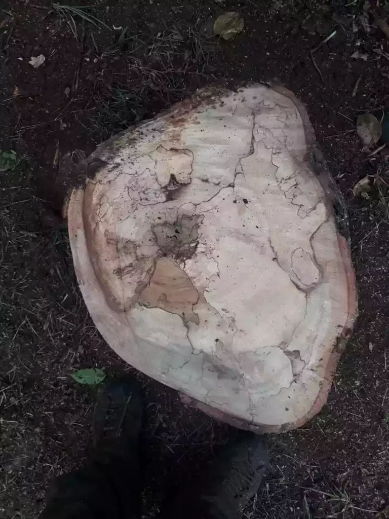 Souche d'arbre fraîchement coupée vue de dessus après abattage