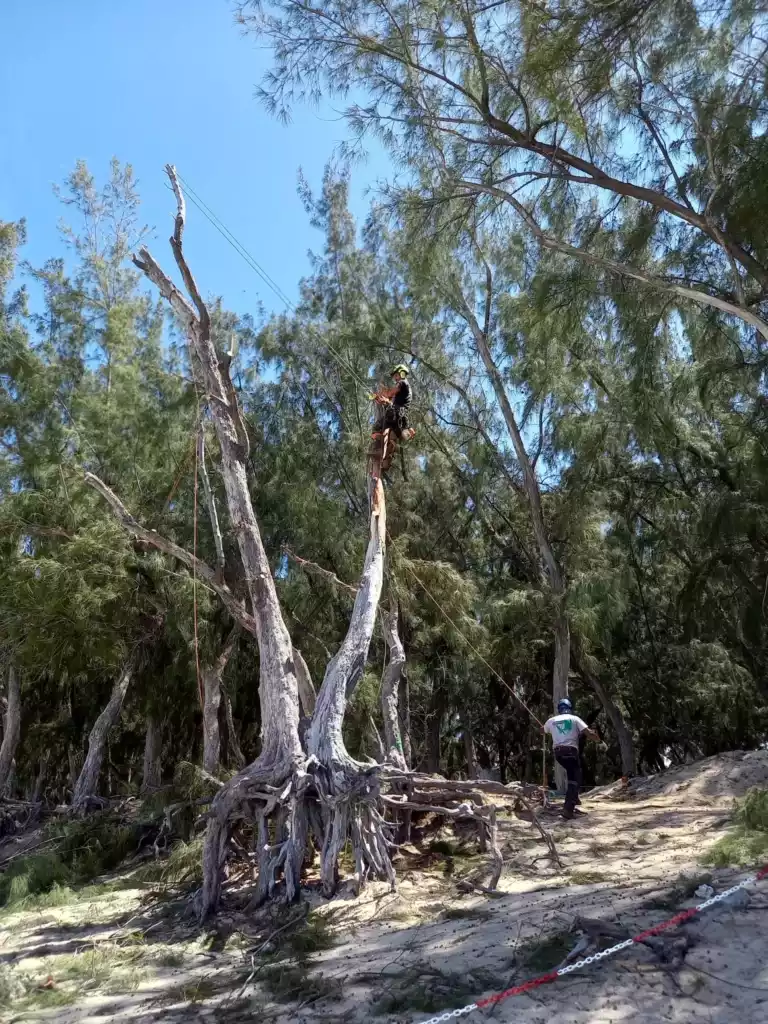 Abattage d'un filao dépérissant en bord de plage à La Réunion