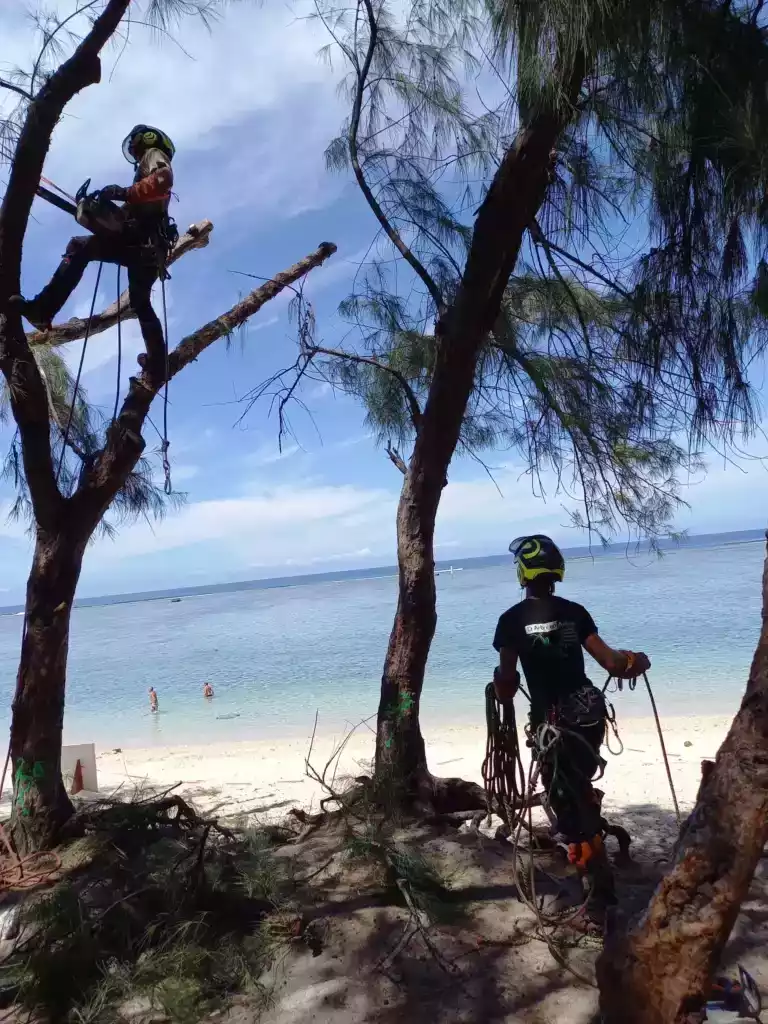 Élagage d'un filao au bord du lagon par deux arboristes à La Réunion
