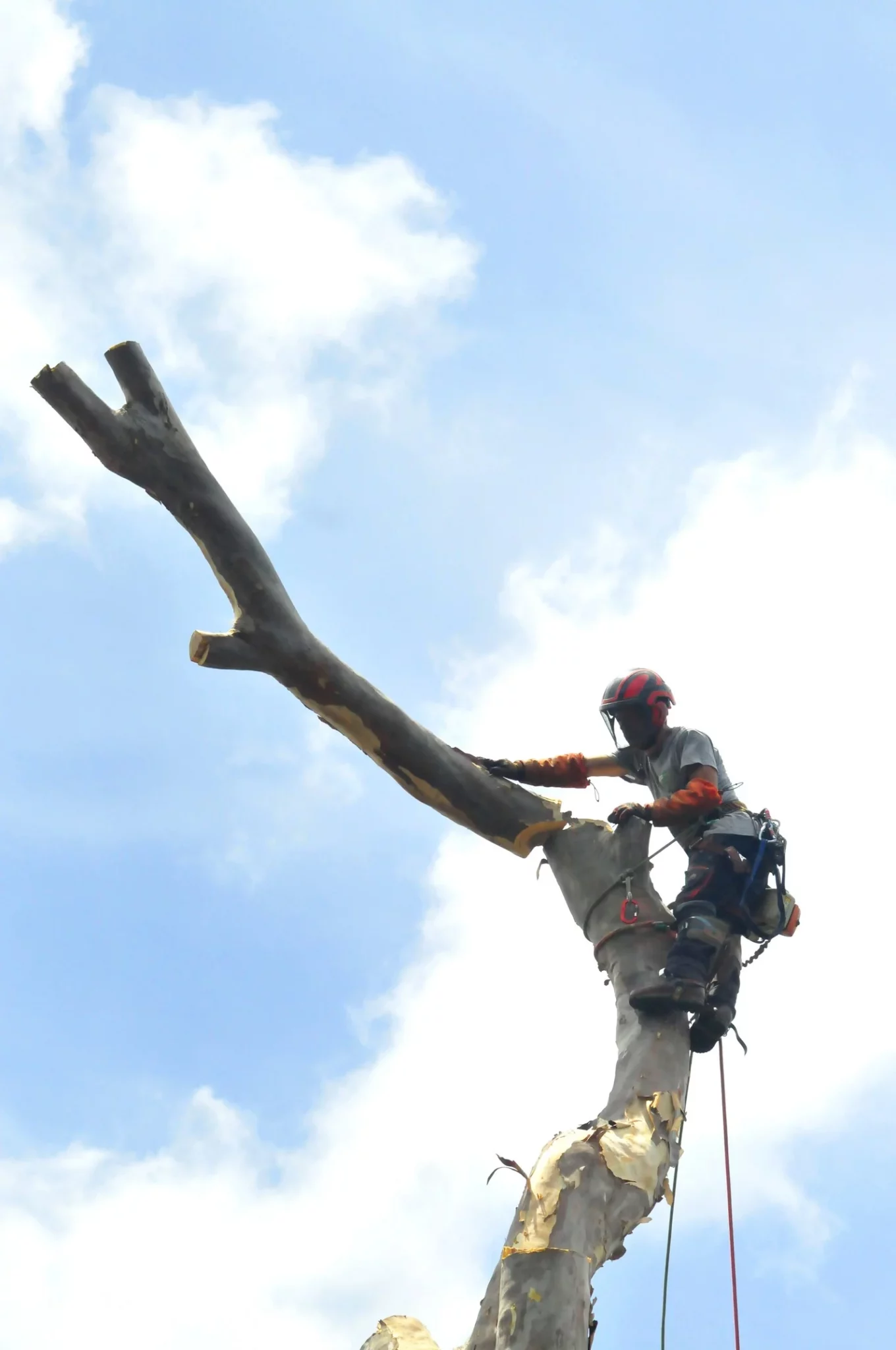 Arboriste au sommet d'un tronc étêté lors d'un abattage par démontage