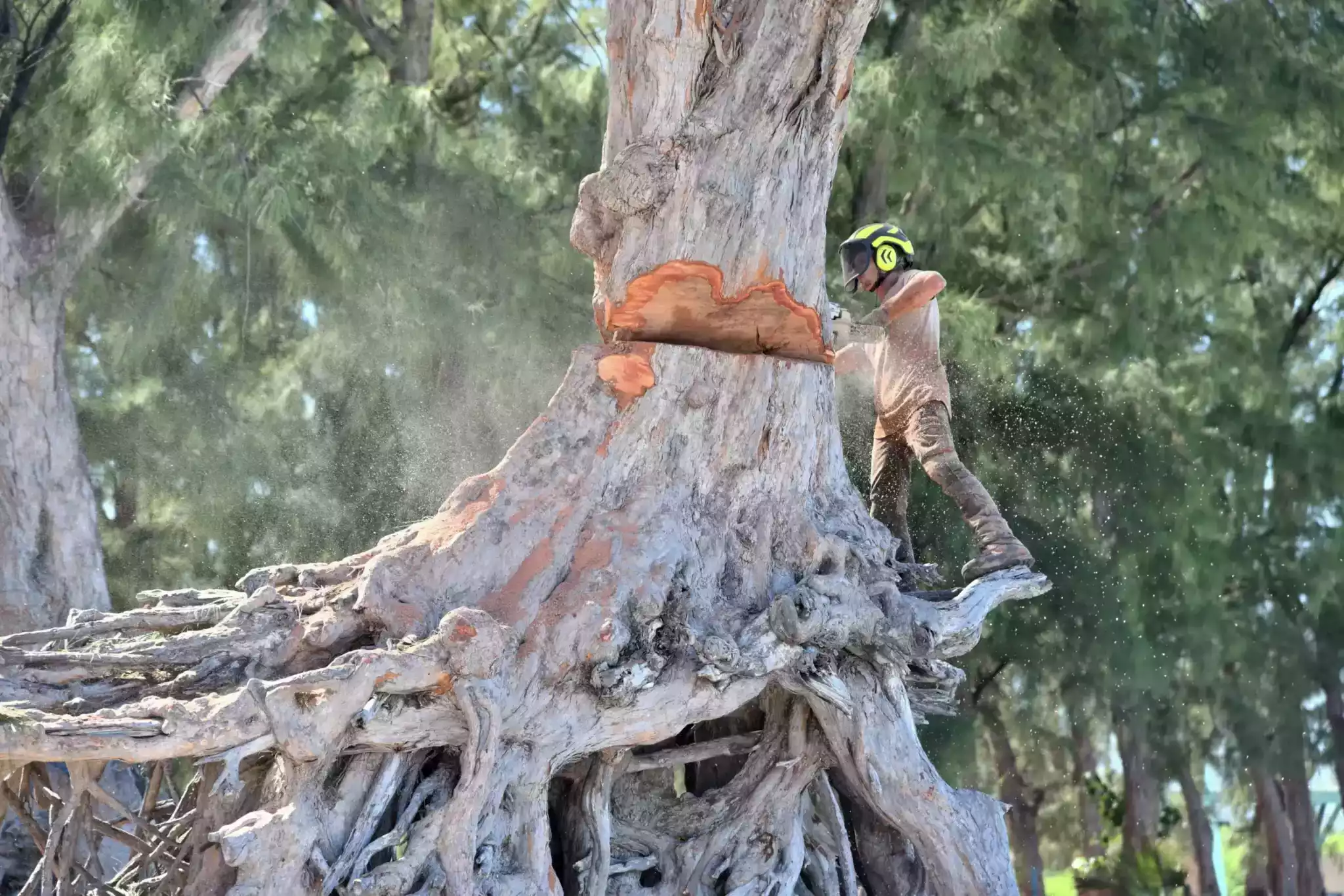 Abattage d'un arbre de gros diamètre par un arboriste à La Réunion