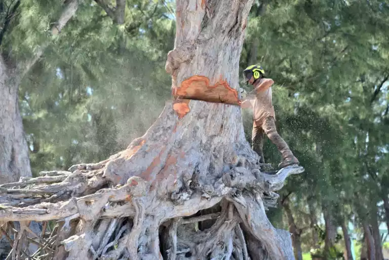 Abattage d'un arbre de gros diamètre par un arboriste à La Réunion