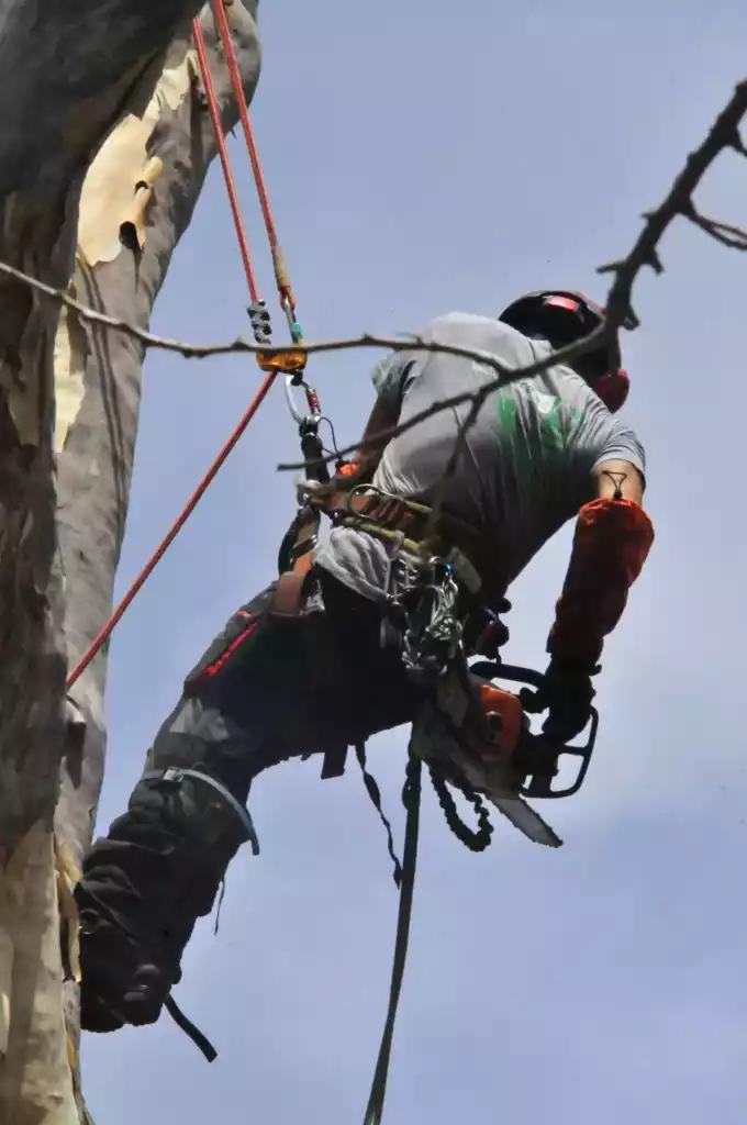Arboriste grimpeur tronçonnant une branche en suspension sur corde