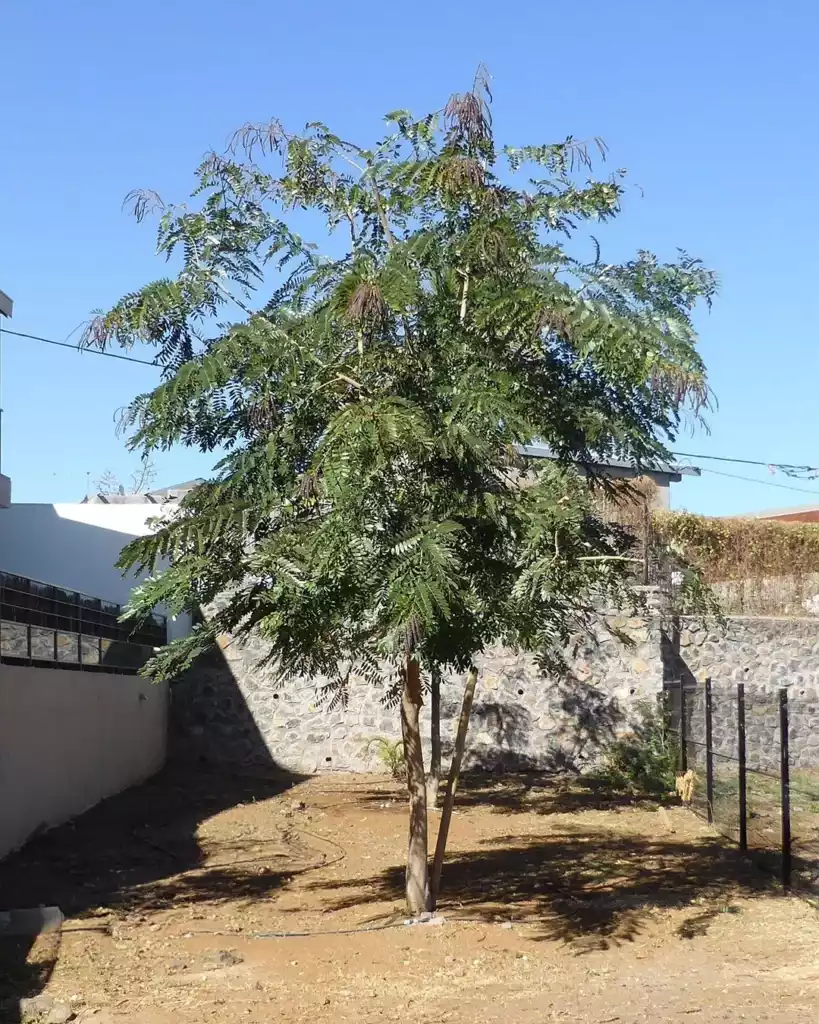 Jeune arbre après une taille de formation à La Réunion