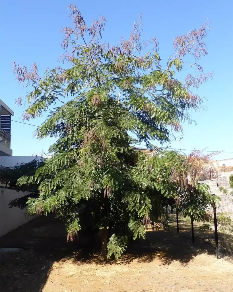 Jeune arbre avant taille de formation, branches désordonnées