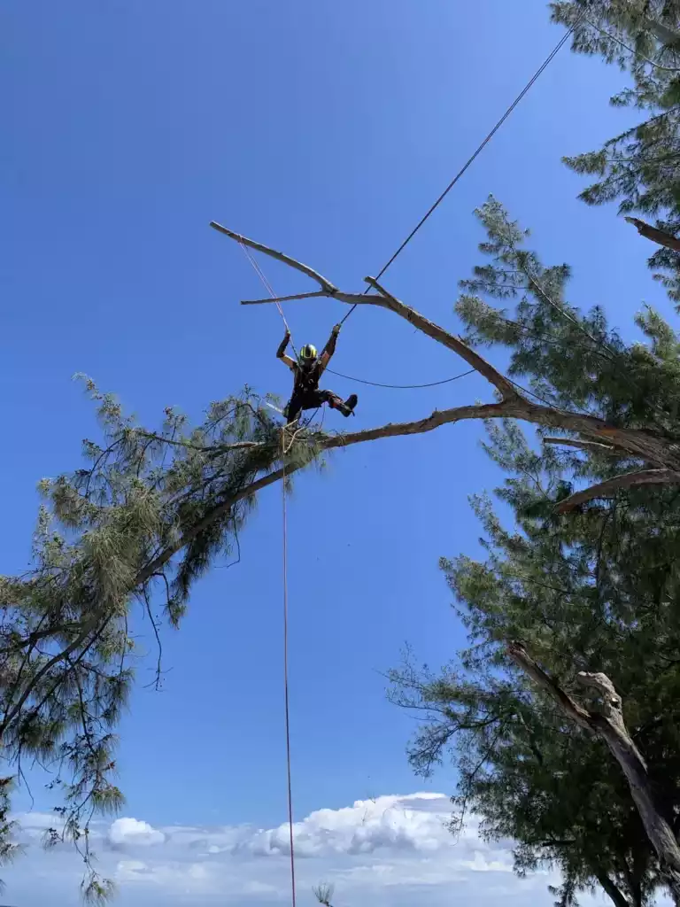 Arboriste grimpeur suspendu sur corde dans un filao à La Réunion