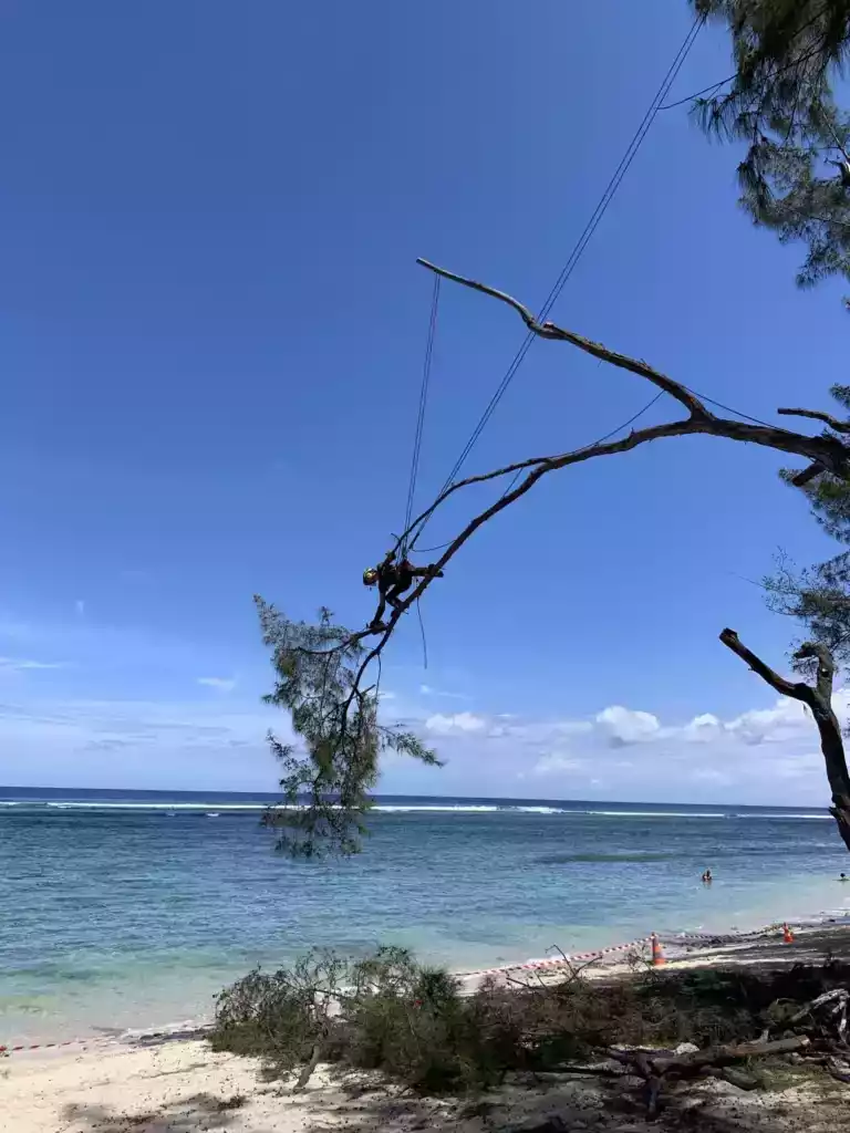 Branche de filao surplombant la plage, sécurisée par cordage avant coupe