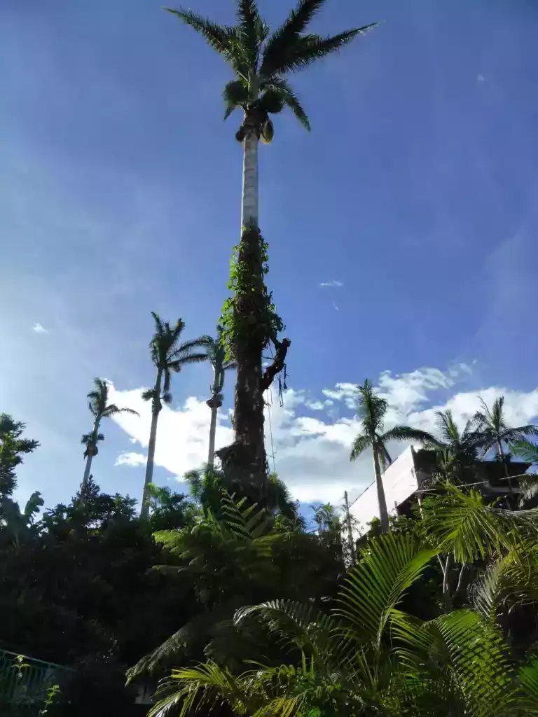 Grands palmiers et végétation tropicale dans un jardin à La Réunion