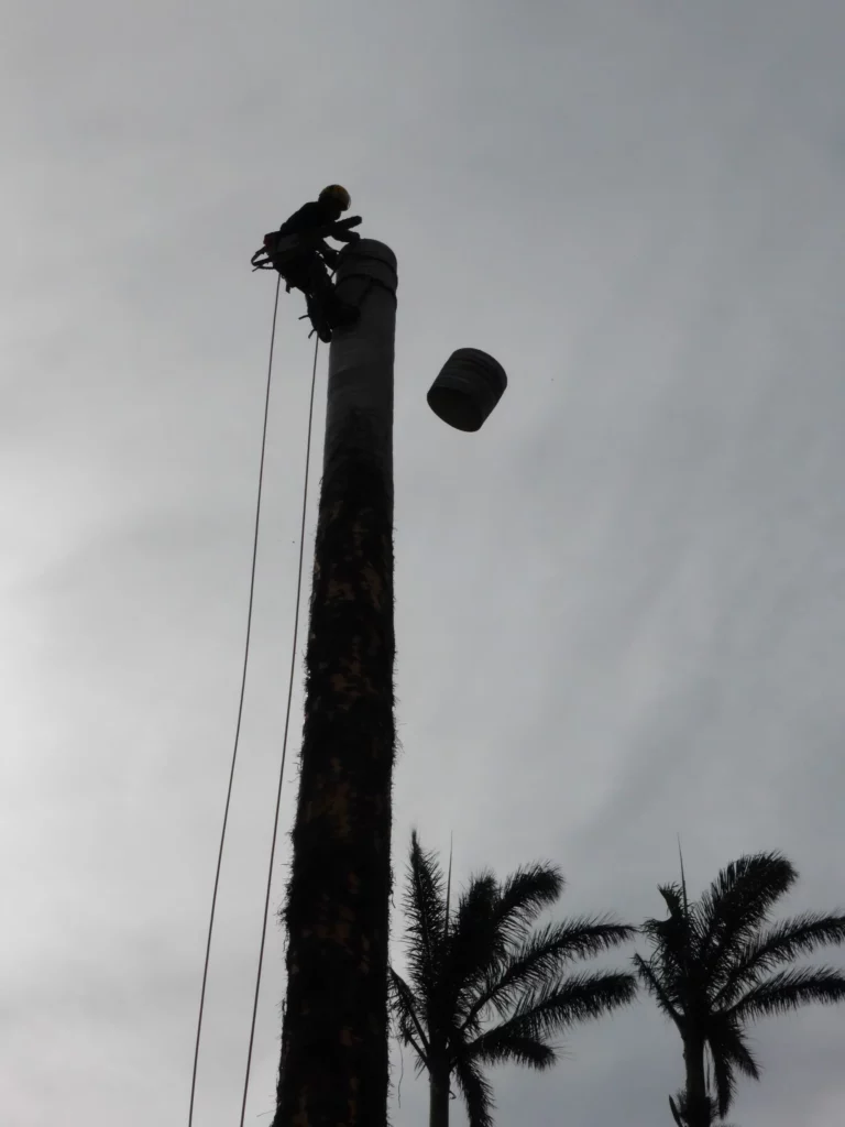 Descente contrôlée d'un tronçon de tronc lors d'un démontage d'arbre