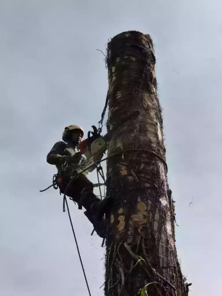 Démontage d'un palmier sur cordes par un arboriste à La Réunion