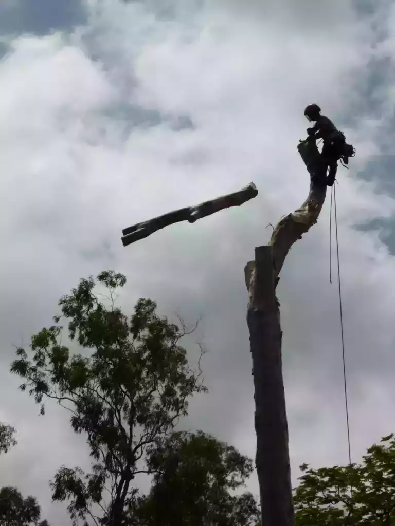 Démontage d'arbre par sections avec rétention des billons à La Réunion