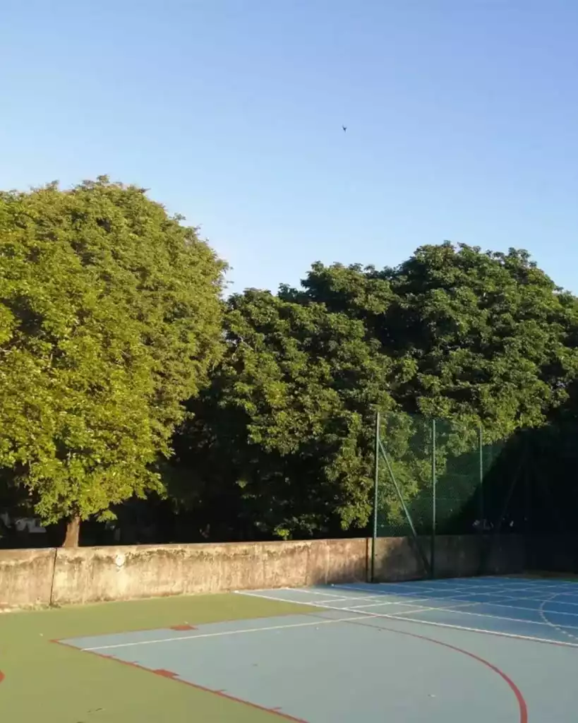 Arbres d'une cour de sport avant taille d'entretien