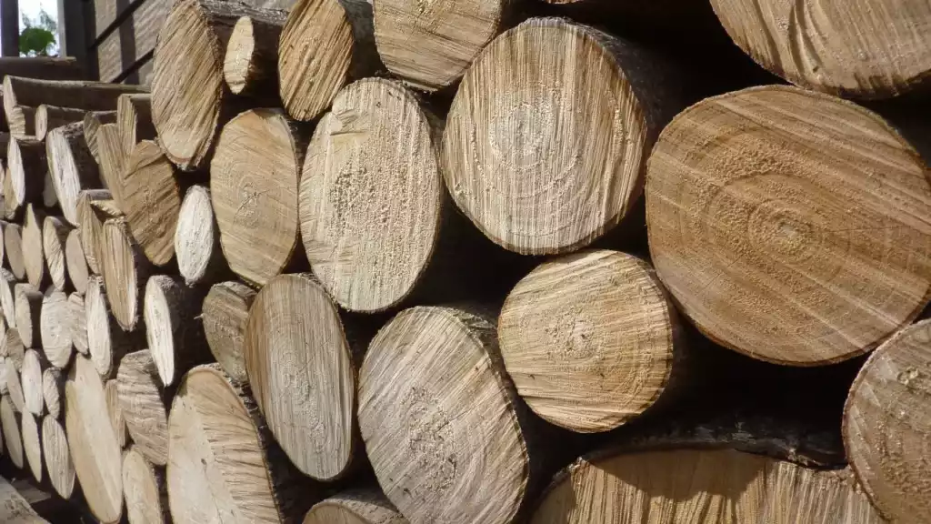 Rondins de bois empilés issus d'un abattage à La Réunion
