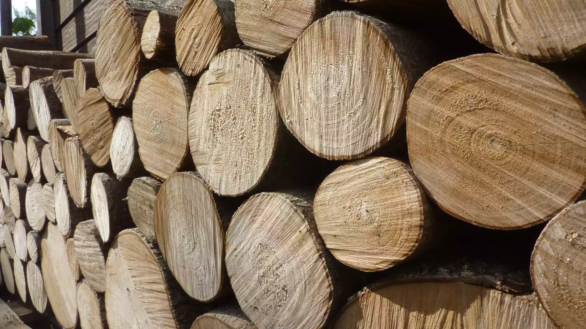 Rondins de bois empilés issus d'un abattage à La Réunion